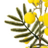 RAMA FLOR MIMOSA AMARILLO 25X25X75 CM