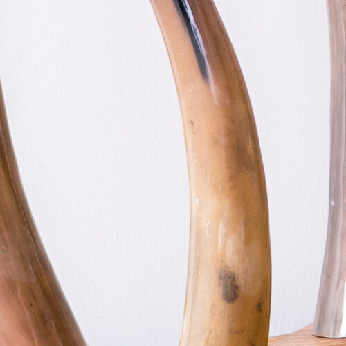 CUERNO BOVINO B/MADERA 45 CMS.