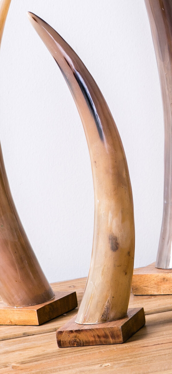 CUERNO BOVINO B/MADERA 45 CMS.