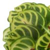 PLANTA HOJAS VERDES ARTIF. 22X22X22CM