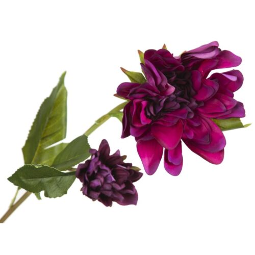 DALIA LILA