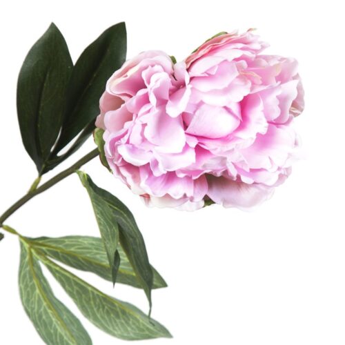 PEONIA ROSA