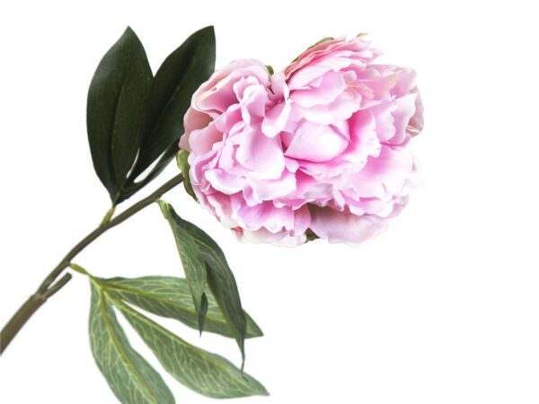 PEONIA ROSA