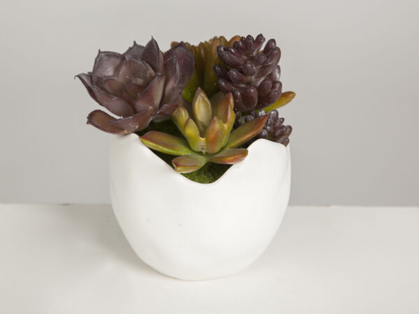 MACETA CON PLANTAS 15X10