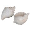 FIGURA CONCHA CREMA TERRACOTA 19X12x10