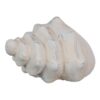 FIGURA CONCHA CREMA TERRACOTA 19X12x10