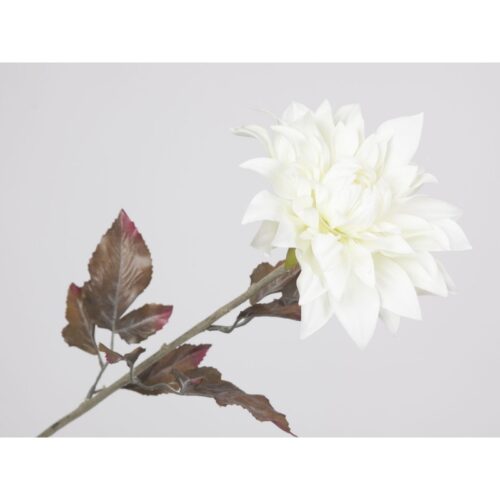 DALIA  BLANCA
