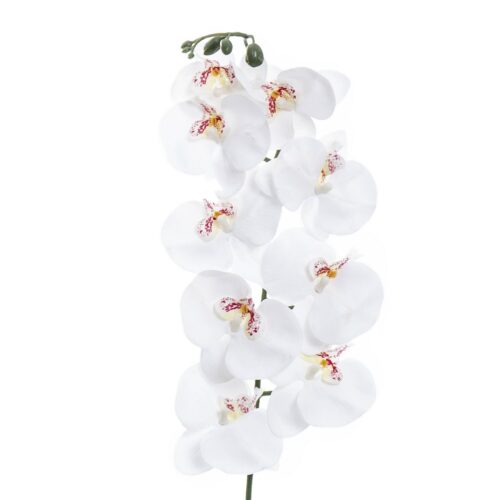 ORQUIDEA BLANCA
