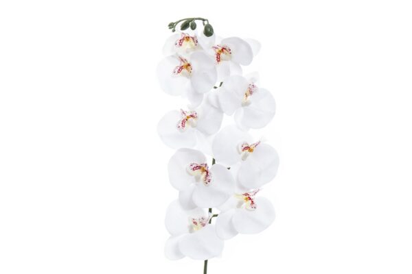 ORQUIDEA BLANCA