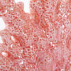 FIG. CORAL PORCELANA 24X9X21