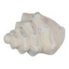 FIGURA CONCHA CREMA TERRACOTA 19X12x10