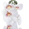 ORQUIDEA BLANCA