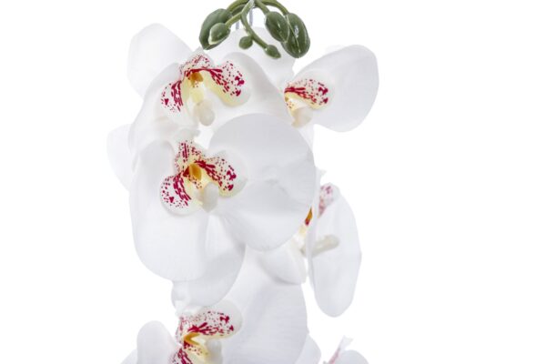 ORQUIDEA BLANCA