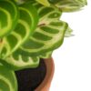 PLANTA HOJAS VERDES ARTIF. 22X22X22CM