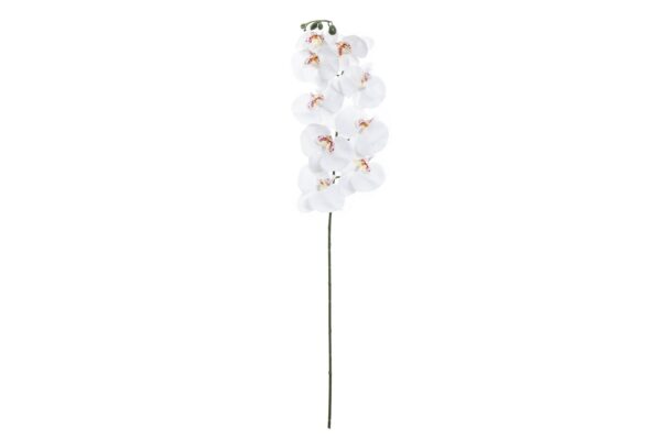 ORQUIDEA BLANCA